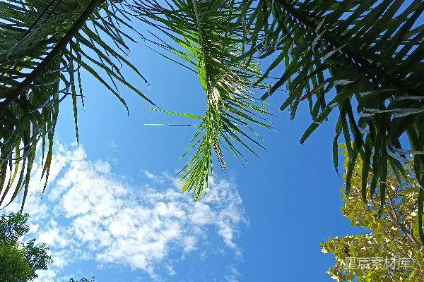高清摄影 一棵棕榈树，背景是蓝色的天空。