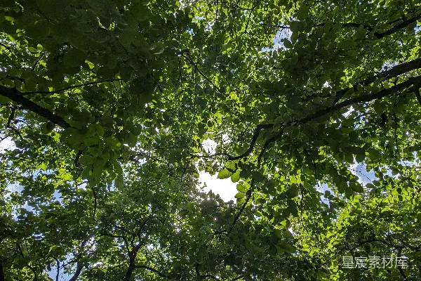 高清摄影 抬头仰望树冠
