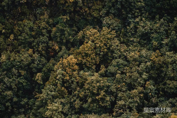高清摄影 绿树