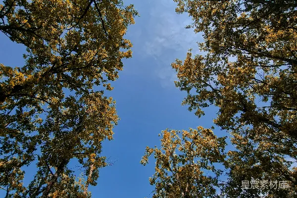 高清摄影 白天蓝天下的绿树和棕树