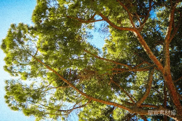 高清摄影 仰望蓝天，透过绿色松树枝梢