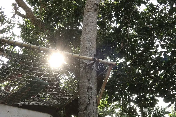 高清摄影 透过绿树和高大的棕榈树，阳光洒落。