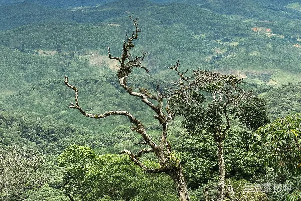 高清摄影 一幅茂盛的绿色森林景象，背景中有连绵的山脉。