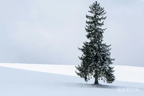 高清摄影 一棵孤独的雪覆盖的常青树矗立在一片白色的景观中。