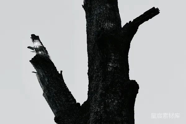 高清摄影 一棵光秃秃的树干，背景是平淡无奇的天空。