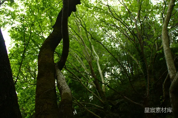 高清摄影 树木在森林中向着阳光伸展。
