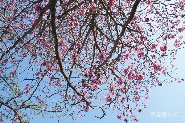 高清摄影 一棵树的树枝上开着粉红色的花，背景是蓝色的天空。