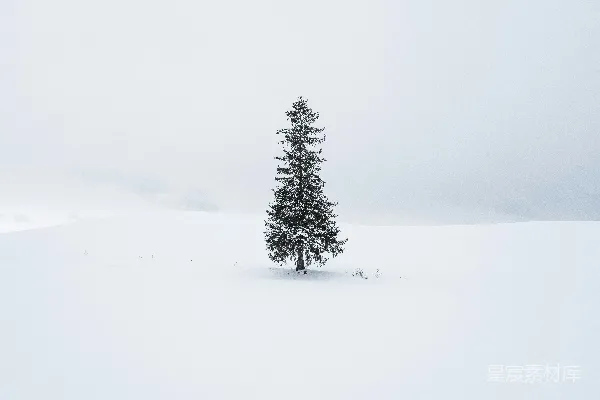 高清摄影 一片雪地里的一棵孤松