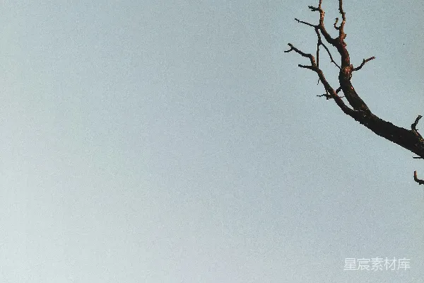 高清摄影 光秃的树
