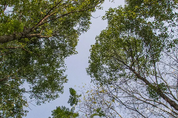 高清摄影 仰望高树的树梢