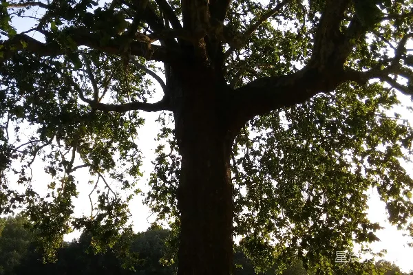 高清摄影 一片草地上的一棵大树
