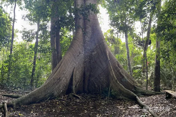 高清摄影 一棵大树在森林中央