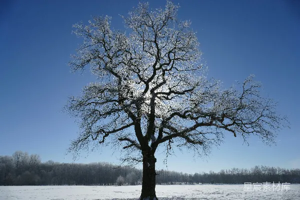 高清摄影 光秃秃的树在积雪覆盖的地面上。