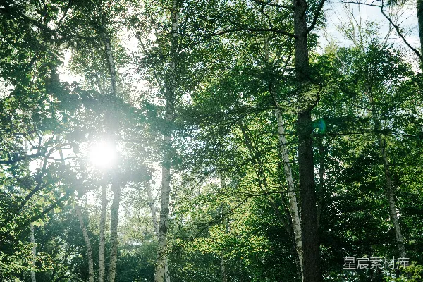 高清摄影 晴空下的绿树