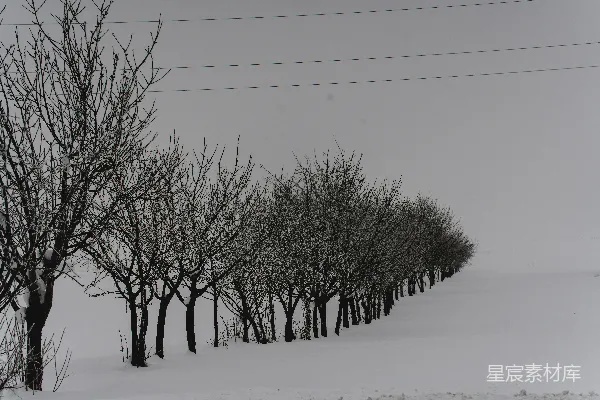 高清摄影 光秃秃的树木在灰蒙蒙的天空下沿着雪地排列。