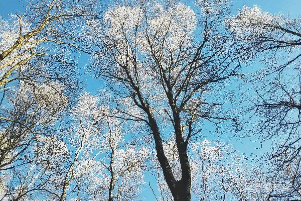 高清摄影 棕色的树在白天湛蓝的天空下