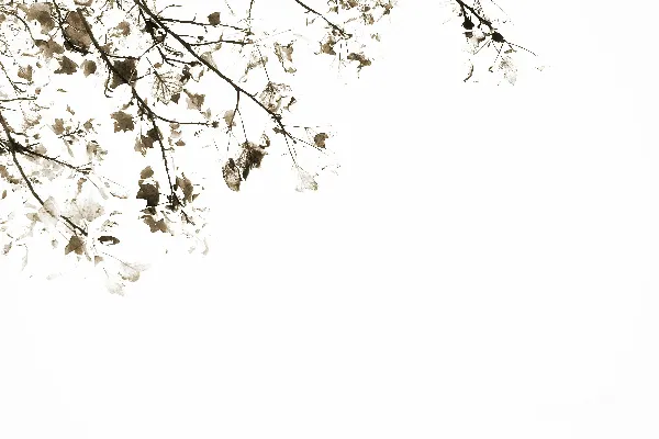 高清摄影 带有绿叶白花瓣的花朵树，背景为白色
