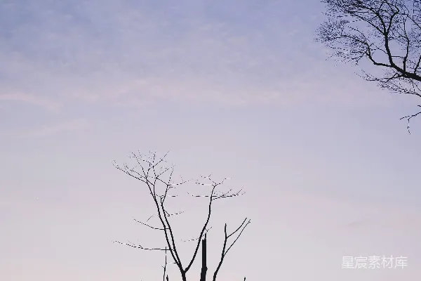 高清摄影 光秃秃的树影映衬在柔和的天空中