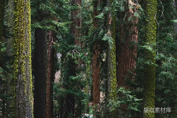 高清摄影 森林风景照