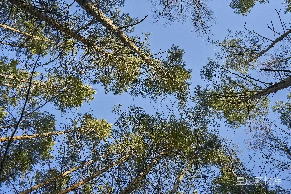 高清摄影 仰望高大树木的树梢