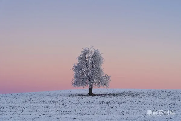 高清摄影 一棵孤独的树矗立在雪地上。