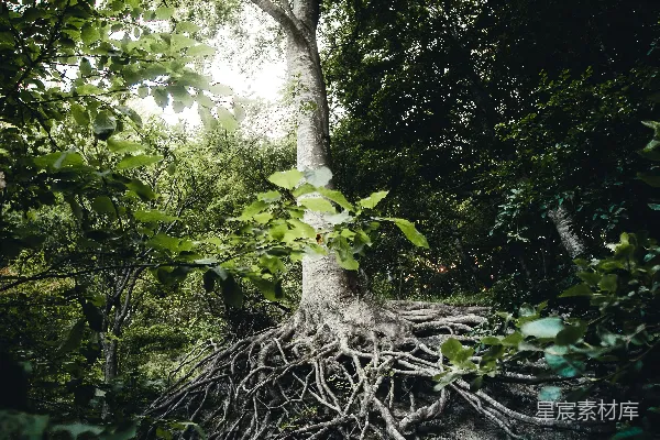 高清摄影 白天森林中的绿树