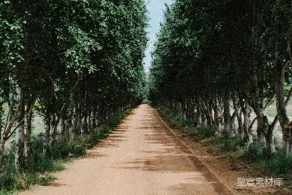高清摄影 一条两旁种满树木的土路