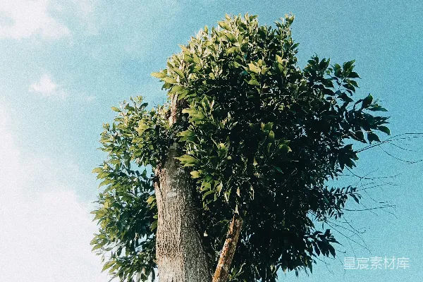 高清摄影 一棵粗壮的树