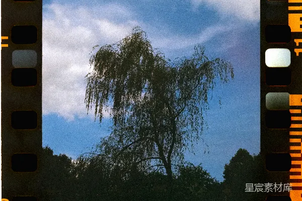 高清摄影 垂柳树映衬着蓝天。