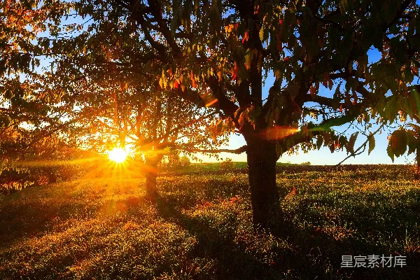 高清摄影 棕色的树在绿色的草地上，夕阳西下时。