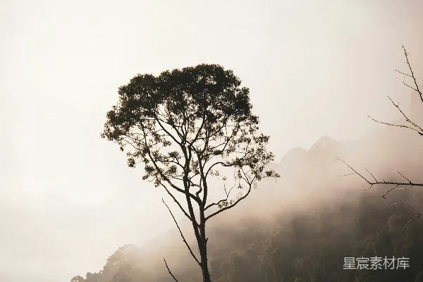 高清摄影 雾中山上的一棵孤树
