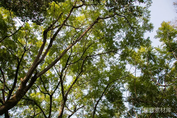 高清摄影 从下方看树梢的视角
