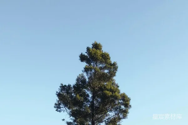 高清摄影 白天棕色草地上的绿色树木