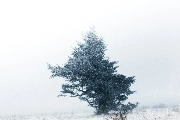 高清摄影 白天被雪覆盖的树木