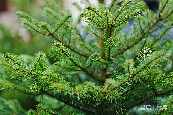 高清摄影 一株生机勃勃的绿色松树枝的特写。