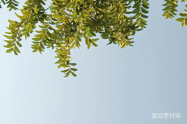 高清摄影 一架飞机在蓝天中飞行，前景中有树木。