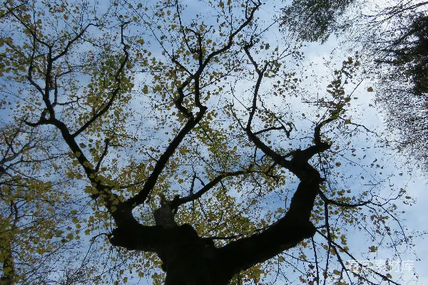 高清摄影 一棵有很多分枝的树