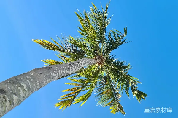 高清摄影 一棵棕榈树，背景是蓝天。