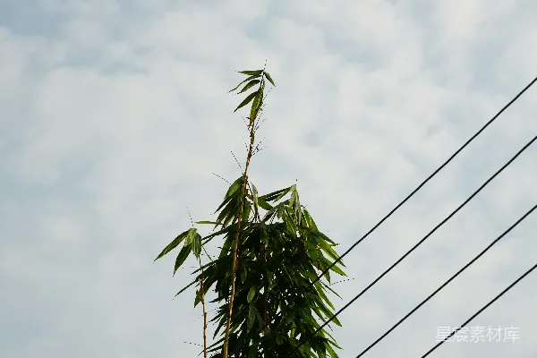 高清摄影 一棵高大的竹子树矗立在输电线路旁边