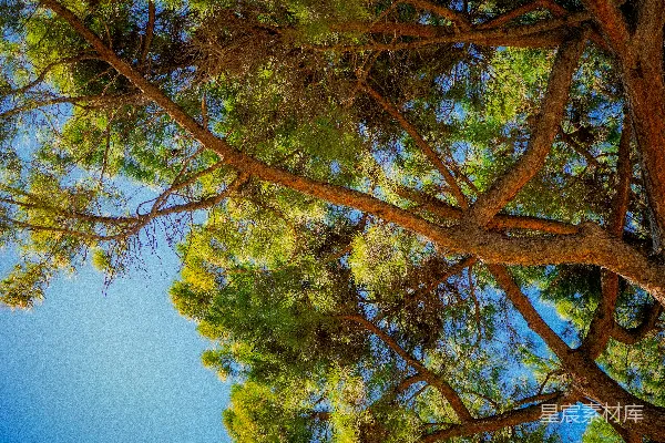 高清摄影 仰望松树枝梢，望向蓝天