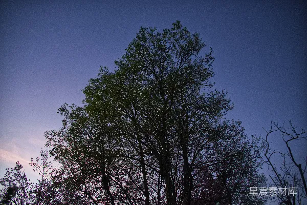 高清摄影 一群树木，背景是蓝天。