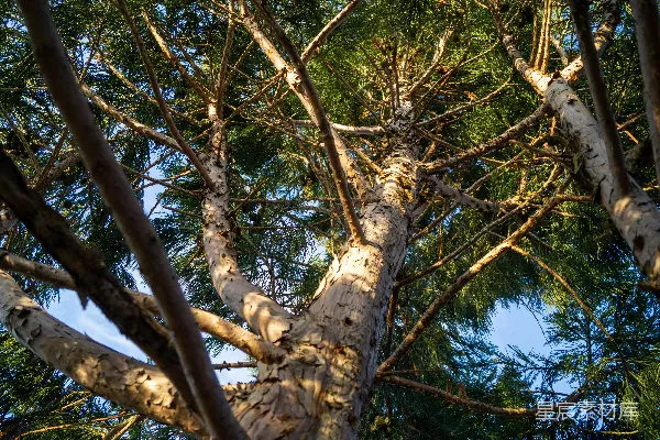 高清摄影 从下方看树顶的视角