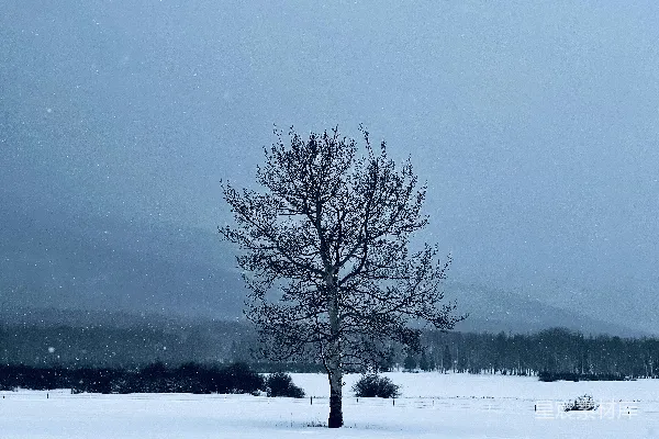 高清摄影 一片雪地里的一棵孤独的树，背景是山脉。