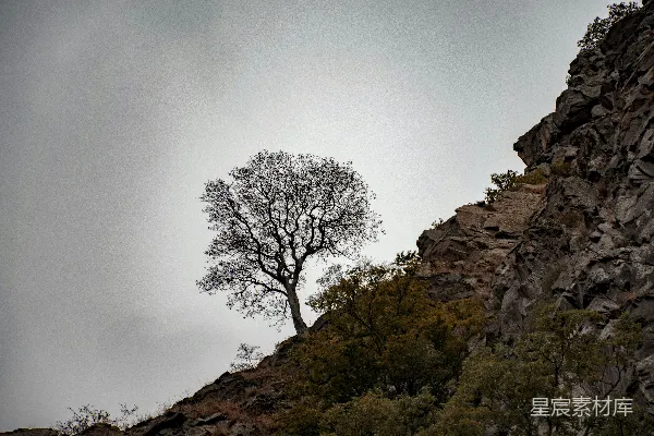 高清摄影 光秃秃的树在草地上