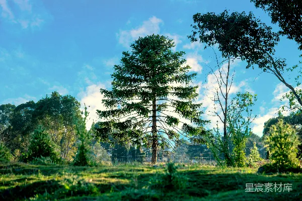 高清摄影 蓝天下的绿色草地上的绿树在白天