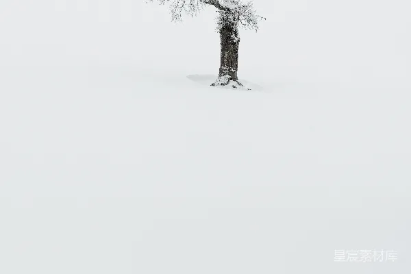 高清摄影 一片雪地中央的一棵孤树