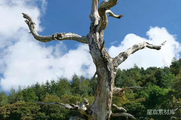 高清摄影 一棵倒下的死树在田野中，背景是天空。