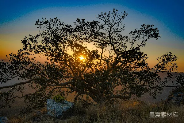 高清摄影 一棵树，背景中有夕阳西下的景象。