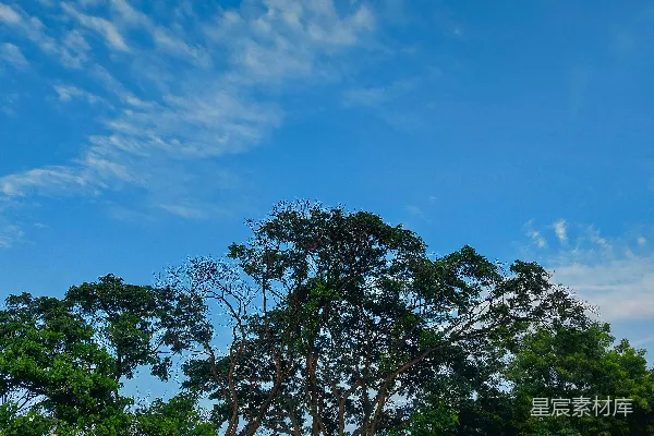 高清摄影 一片背景为蓝天的树木群