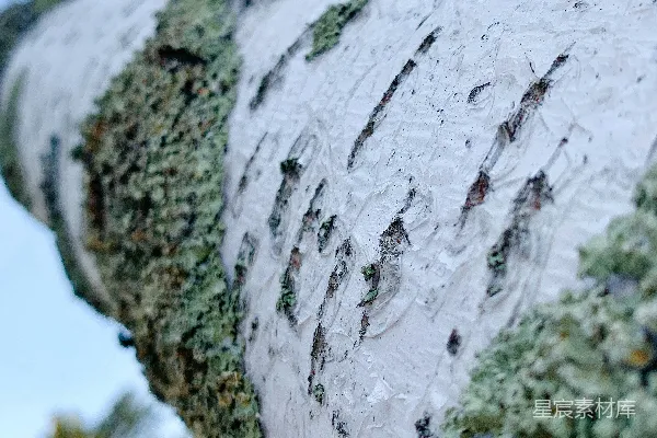 高清摄影 一株长满青苔的树干的特写图。
